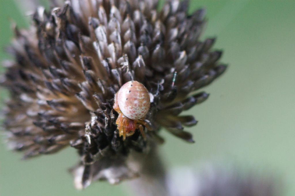Araneidae: Araniella sp.